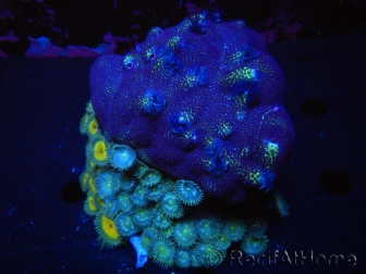 WYSIWYG Porites with Christmas Tree Worms 1 (10 cm)