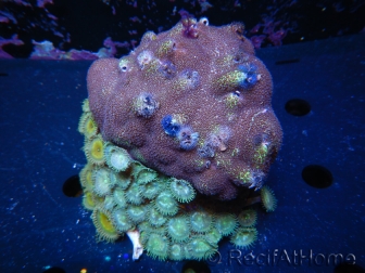 WYSIWYG Porites with Christmas Tree Worms 1 (10 cm)