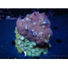 WYSIWYG Porites with Christmas Tree Worms 1 (10 cm)