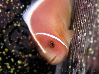 Amphiprion perideraion 4-6 cm