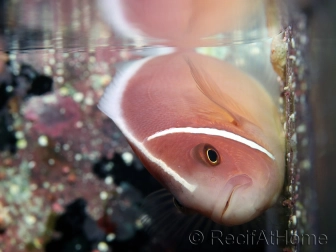 Amphiprion perideraion 4-6 cm