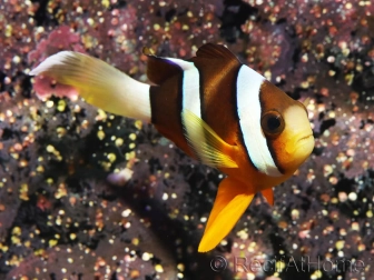 Amphiprion clarkii (le couple) 7-9 cm