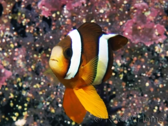 Amphiprion clarkii (le couple) 7-9 cm