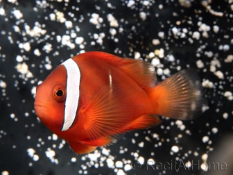 Amphiprion frenatus (le couple) 4-6 cm