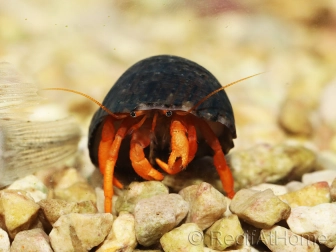 Clibanarius rutilus 0.5-2 cm