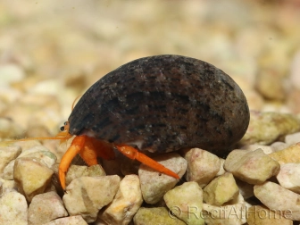 Clibanarius rutilus 0.5-2 cm