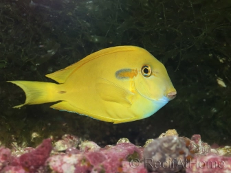 Acanthurus olivaceus 6-8 cm (jaune)