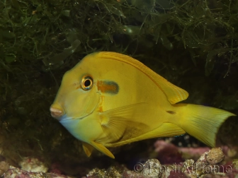 Acanthurus olivaceus 6-8 cm (jaune)