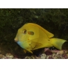 Acanthurus olivaceus 6-8 cm (jaune)