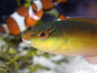 Thalassoma bifasciatum juvénile 7-9 cm