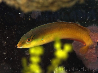 Thalassoma bifasciatum juvénile 7-9 cm