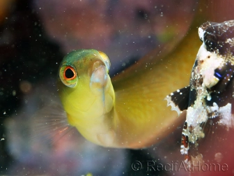 Thalassoma bifasciatum juvénile 7-9 cm