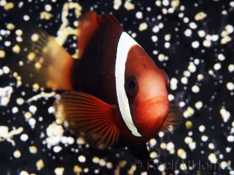 Amphiprion melanopus 4-6 cm