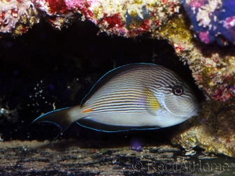 Acanthurus sohal