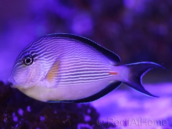 Acanthurus sohal