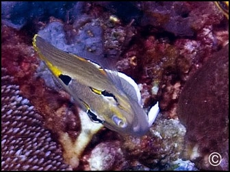 Chaetodon punctatofasciatus