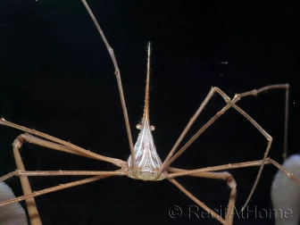 Stenorhynchus seticornis CARAIBES 6-10 cm