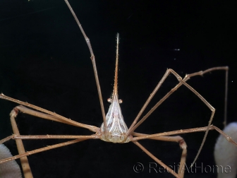 Stenorhynchus seticornis CARAIBES 6-10 cm