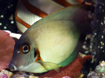 Acanthurus chronixis 10-12 cm