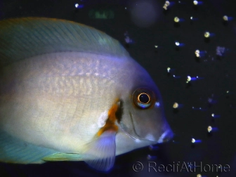 Acanthurus chronixis 10-12 cm