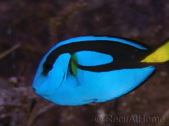 Paracanthurus hepatus 4-6 cm