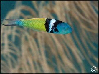 Thalassoma bifasciatum