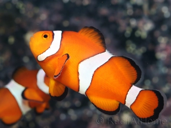 Amphiprion ocellaris couple adulte 5-7 cm poissons clowns élevage