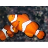 Amphiprion ocellaris couple adulte 5-7 cm poissons clowns élevage