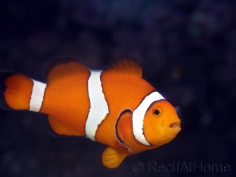 Amphiprion ocellaris couple adulte 5-7 cm poissons clowns élevage