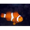 Amphiprion ocellaris couple adulte 5-7 cm poissons clowns élevage