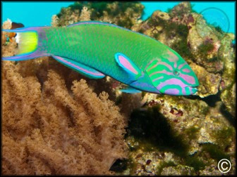 Thalassoma lunare