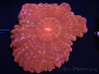 WYSIWYG Cynarina lacrymalis Ultra Red 3 (6 cm)