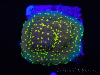 WYSIWYG Montipora Habanero 11C5