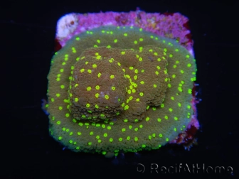 WYSIWYG Montipora Habanero 11C5