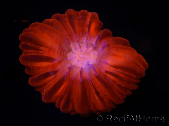 WYSIWYG Cynarina lacrymalis Ultra Red 2 (Skeleton 10 cm) 