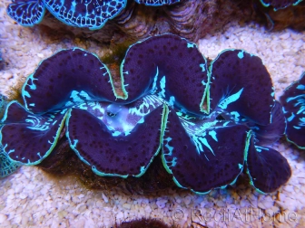 WYSIWYG Tridacna maxima XL Bénitiers A4 (11 cm) 