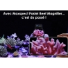 Maxspect Pastel Reef Magnifier M