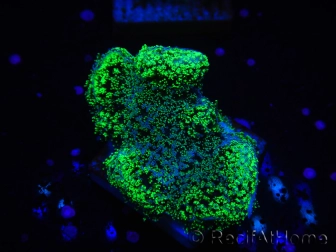 WYSIWYG Stylophora Green Fluo 1K2