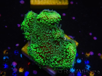 WYSIWYG Stylophora Green Fluo 1K2