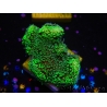 WYSIWYG Stylophora Green Fluo 1K2