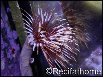 WYSIWYG Sabellastarte choco featherworm L