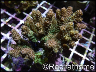 Acropora millepora bi-color M