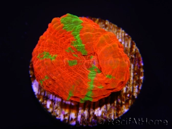 WYSIWYG Homophyllia australis (ex Scolymia) Frag 6