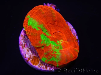 WYSIWYG Homophyllia australis (ex Scolymia) Frag 9