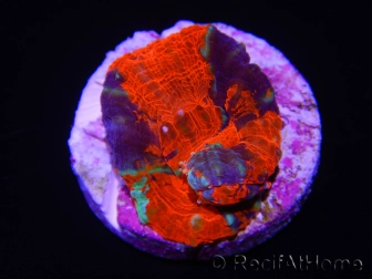 WYSIWYG Homophyllia australis (ex Scolymia) Frag 10