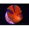 WYSIWYG Homophyllia australis (ex Scolymia) Frag 15