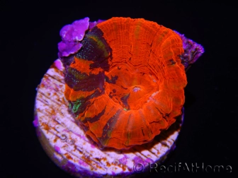 WYSIWYG Homophyllia australis (ex Scolymia) Frag 16