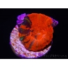 WYSIWYG Homophyllia australis (ex Scolymia) Frag 16