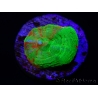 WYSIWYG Homophyllia australis (ex Scolymia) Deep Green Bleeding Apple Frag élevage 8 (1.8 cm)