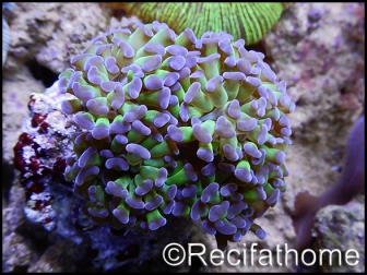 Euphyllia paraancora vert 